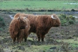 Highland Cattle